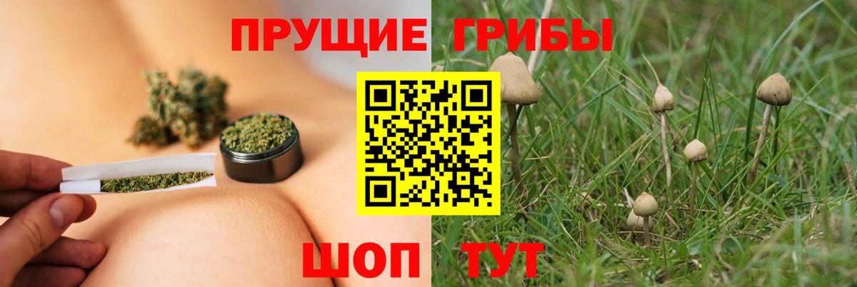 Галлюциногенные грибы Psilocybine cubensis Курчатов